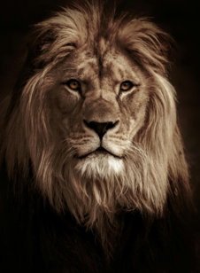 lion in black background in grayscale photography
