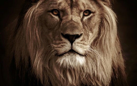 lion in black background in grayscale photography